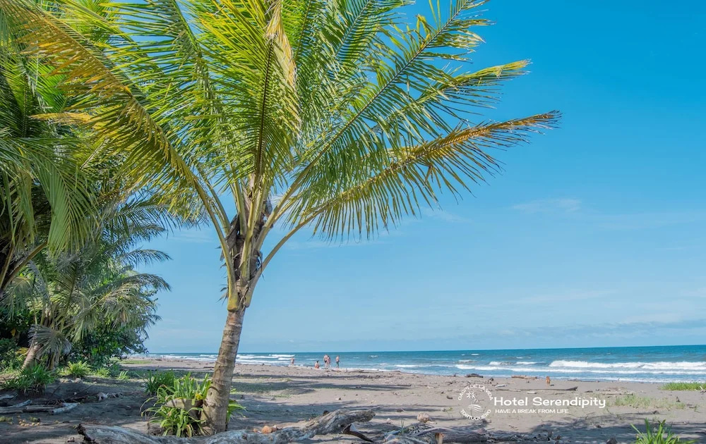 Foto - Hotel Serendipity tortuguero