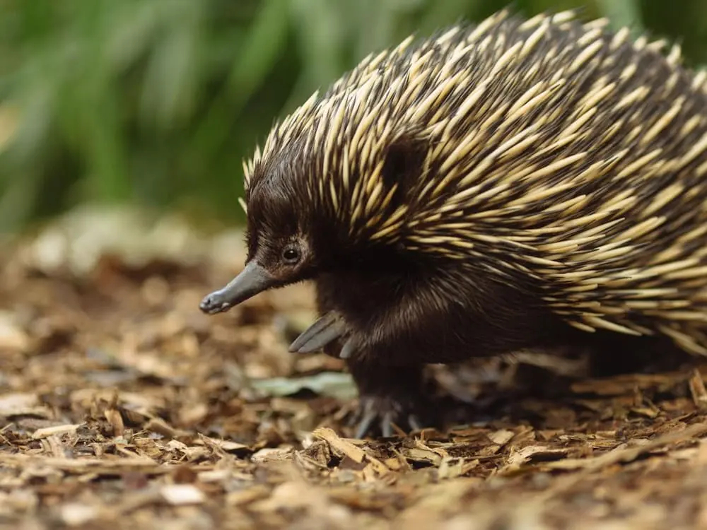 Photo - Wildlife Retreat at Taronga