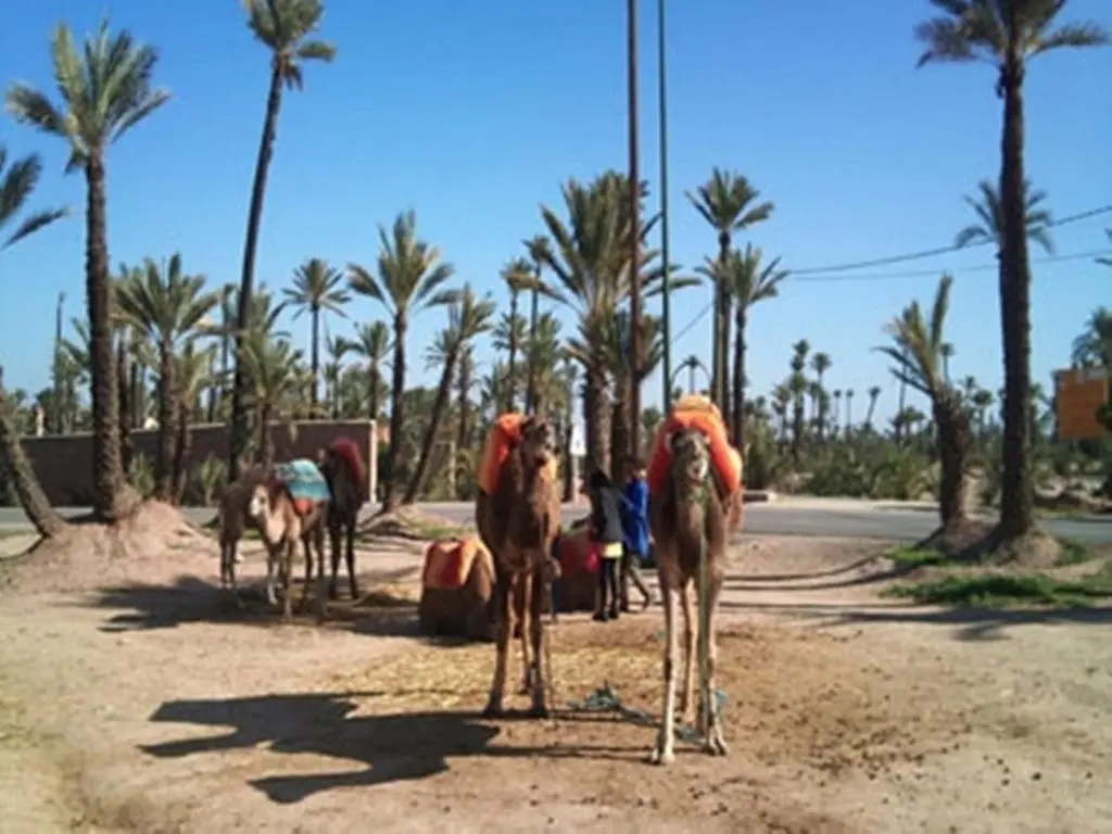 Foto - Riad Tahar Oasis