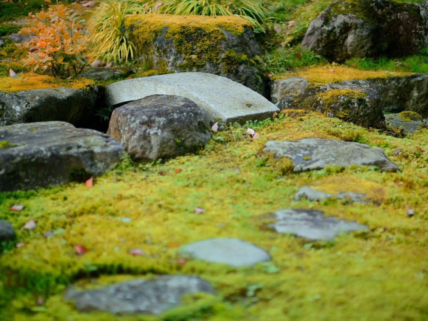 Wakamatsuya