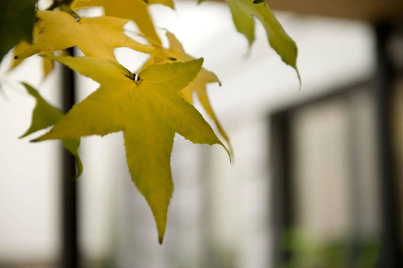 Photo - Three Crowns Hotel