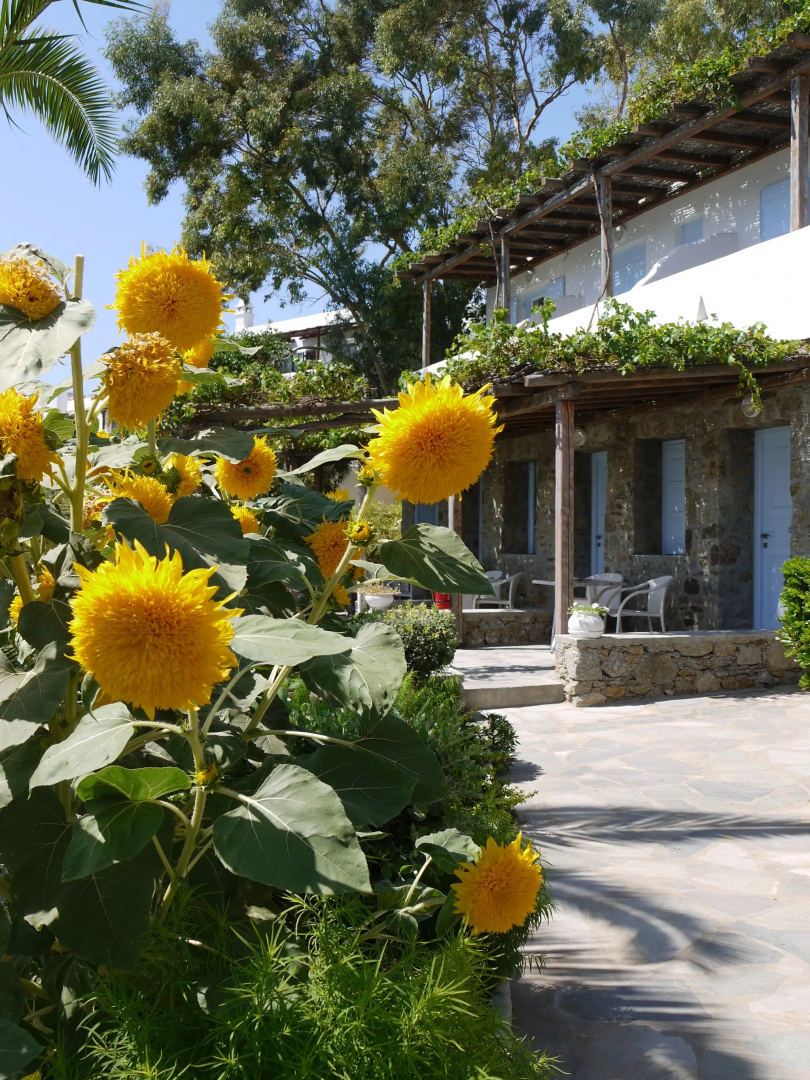 Foto - Panormos Village Hotel
