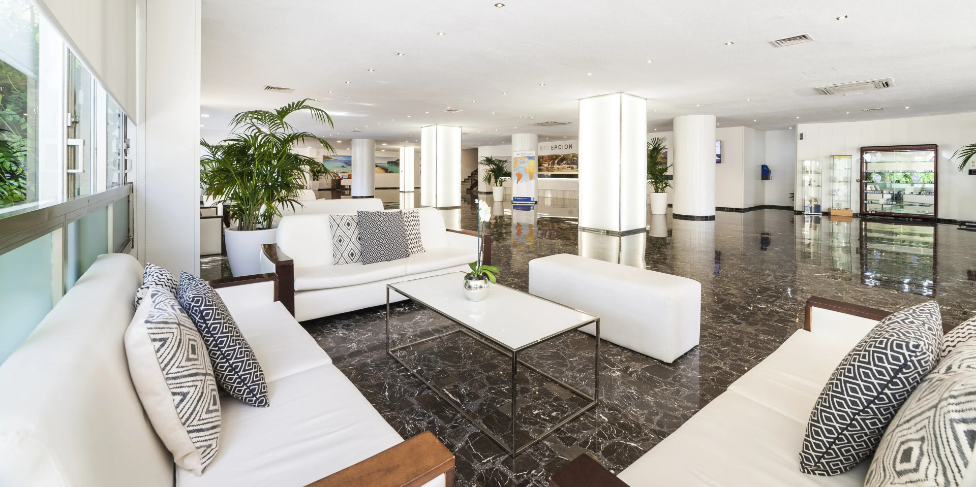 Foto - Globales Mimosa