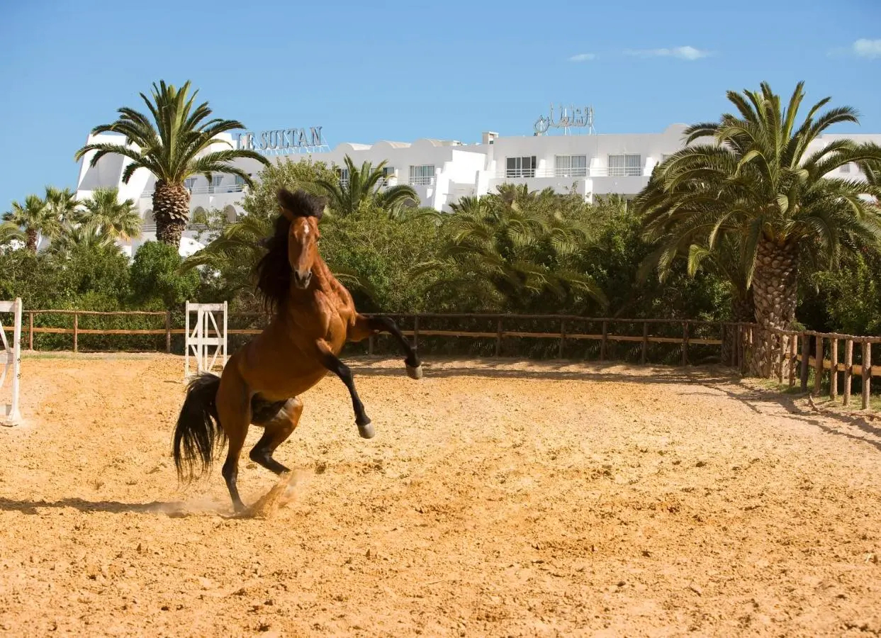 Foto - Le Sultan