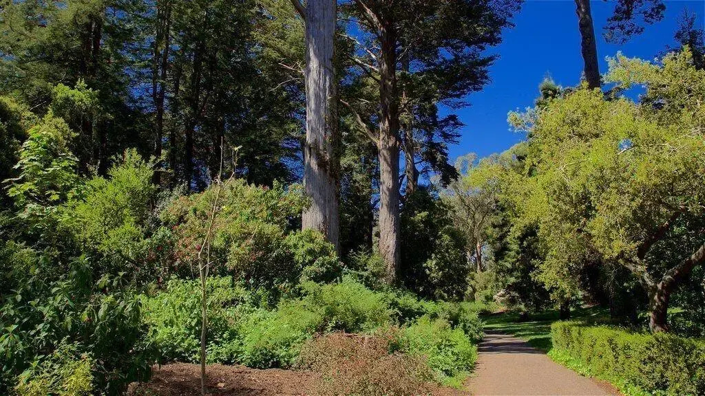 Foto - Stanyan Park Hotel