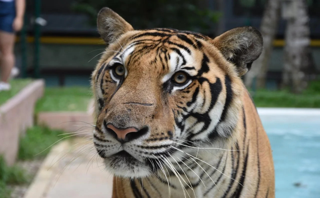 Foto - Xinlor House - Phuket Old Town