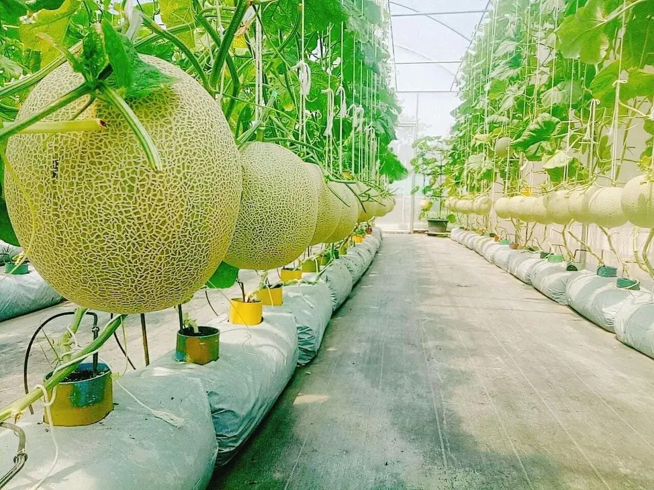 Foto - Birds and Bees Resort