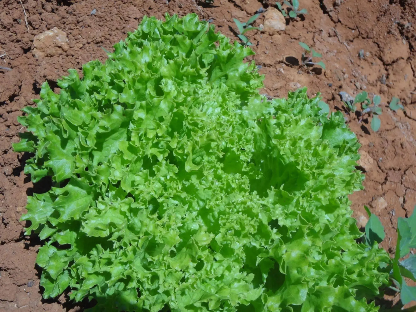 Photo - Agroturismo Sa Vinya d'en Palerm