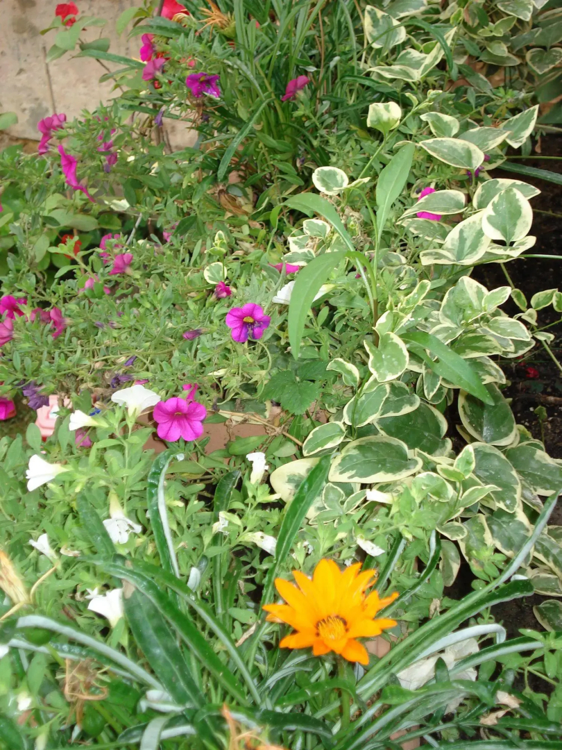 Foto - Guest House Il Giardino Segreto