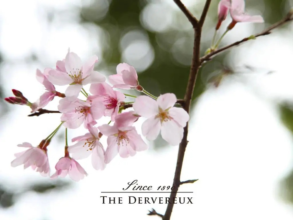 Photo - The Devereux Boutique Hotel