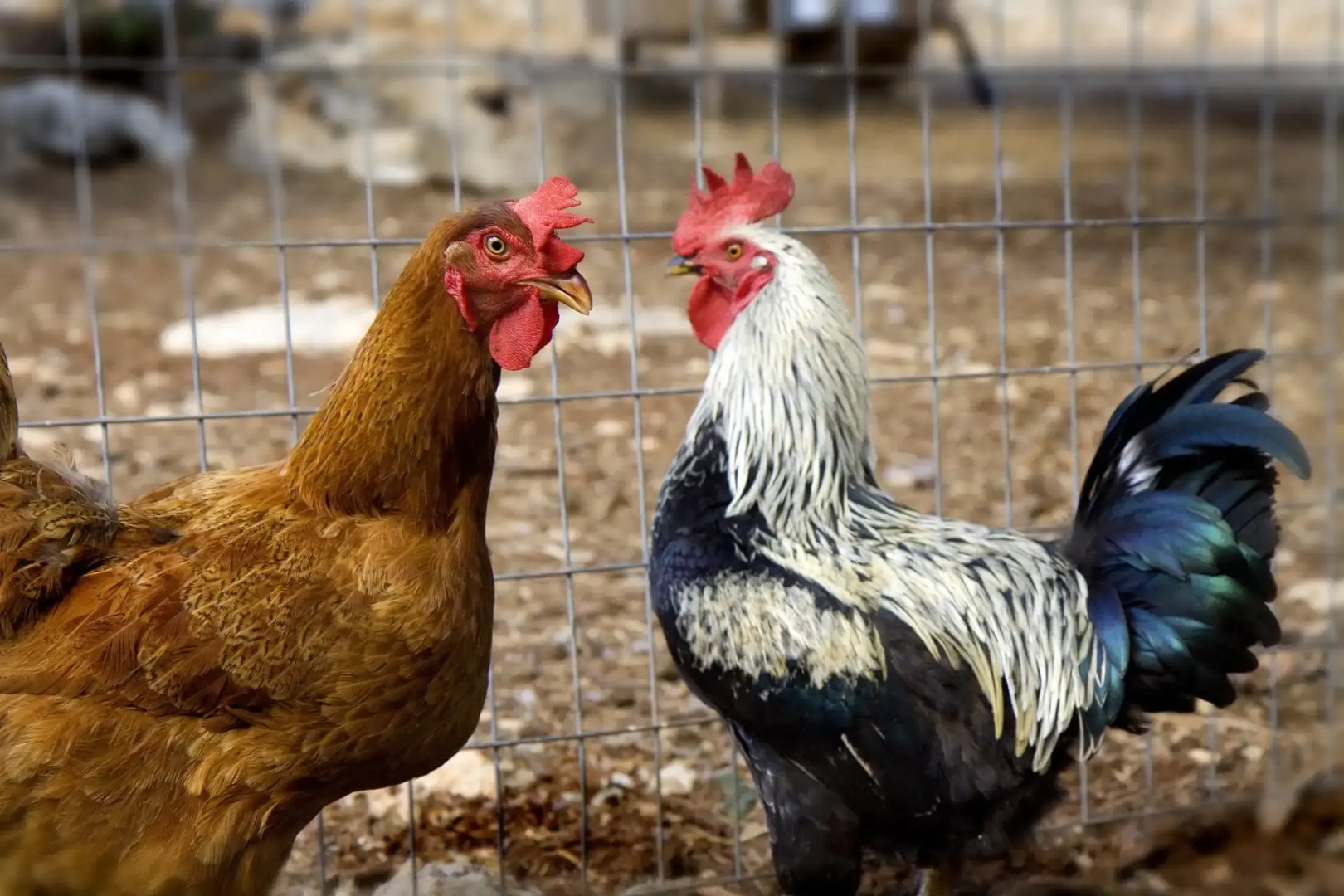 Photo - Ellotia & Asterion By Forest Villas