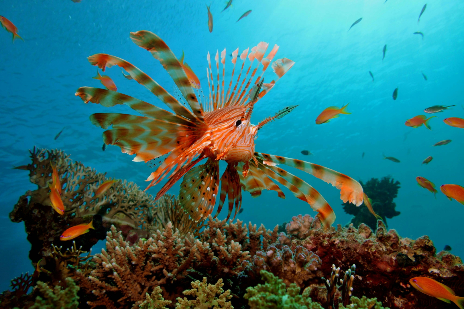 Foto - Renaissance Sharm El Sheikh Golden View Beach Resort