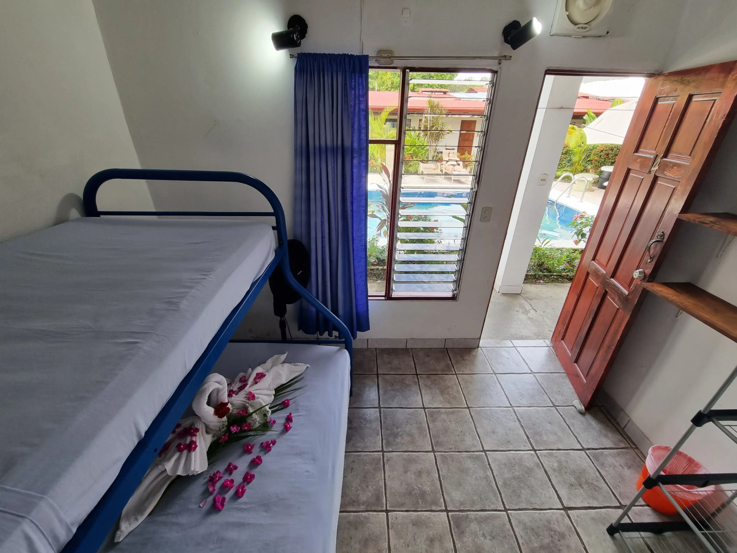 Photo - Wide Mouth Frog Quepos