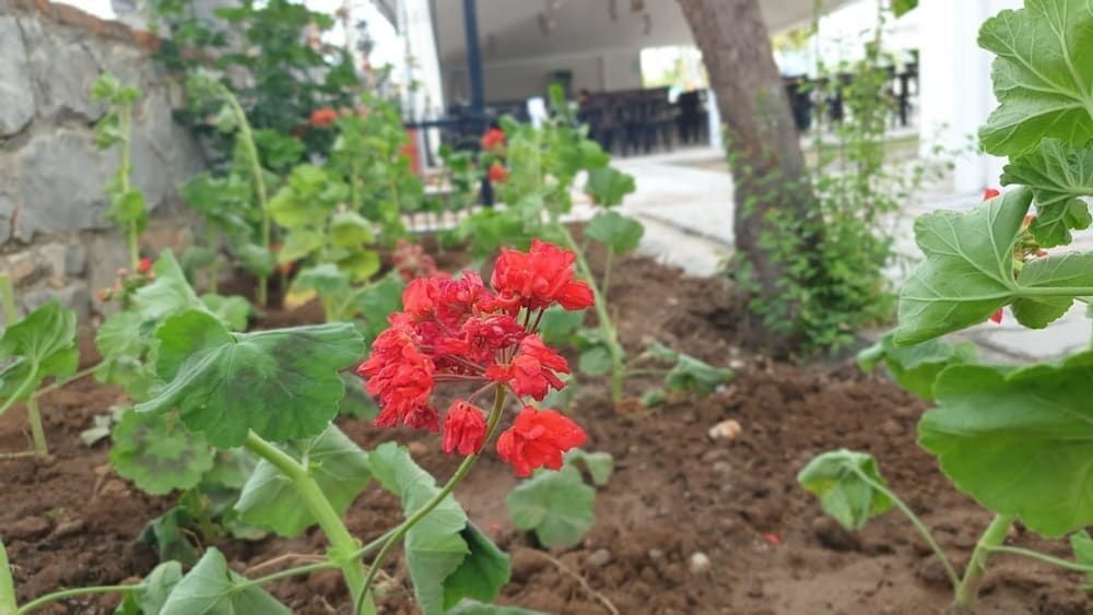 Foto - Sardunya Hotel