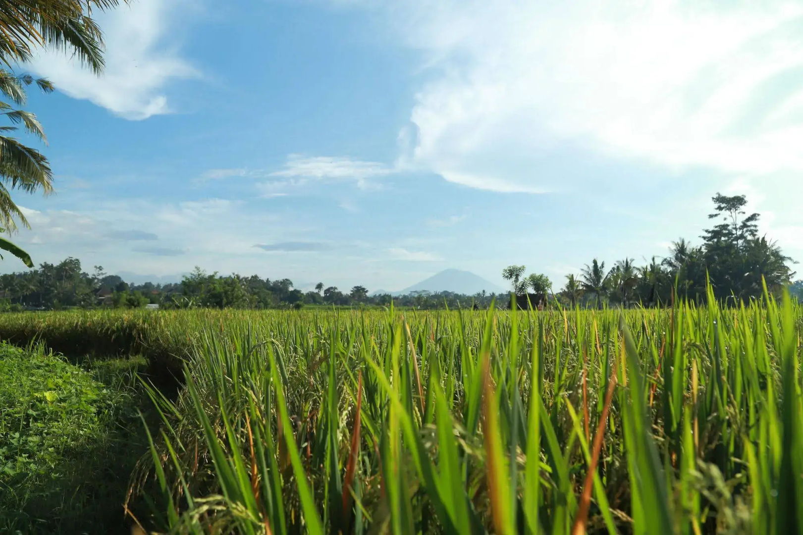 Foto - Samkhya Villas - Free 1x Floating Breakfast or Minibar