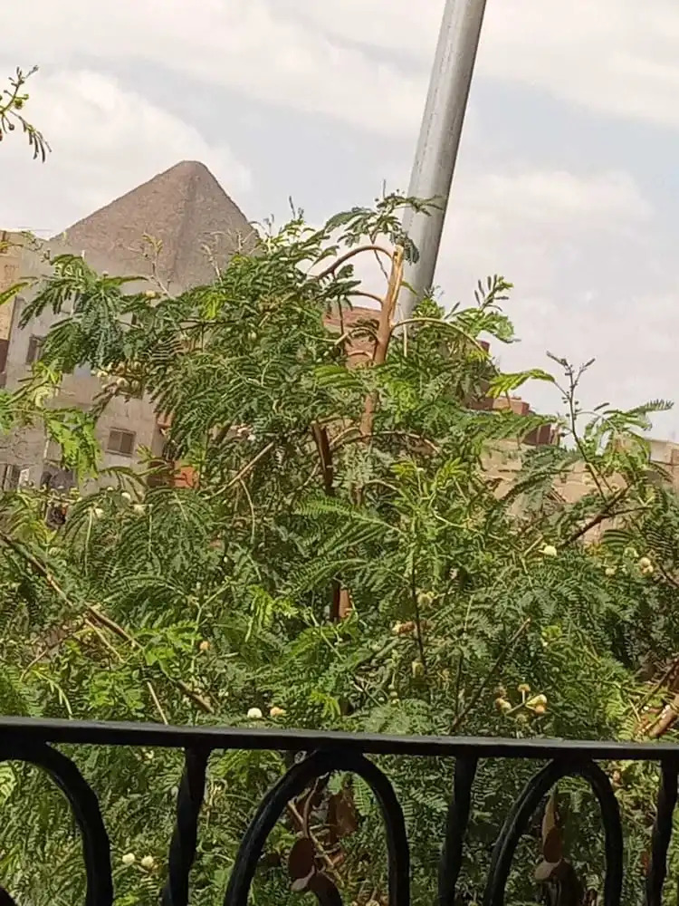 Foto - the king Narmar Hotel