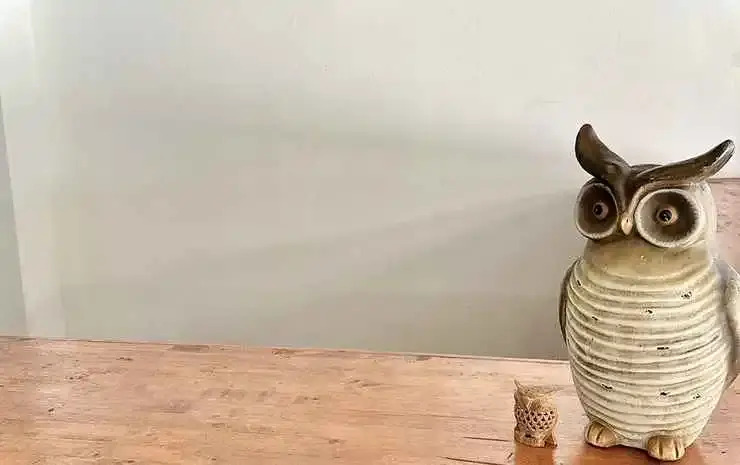 Photo - Sleep Owl Jomtien