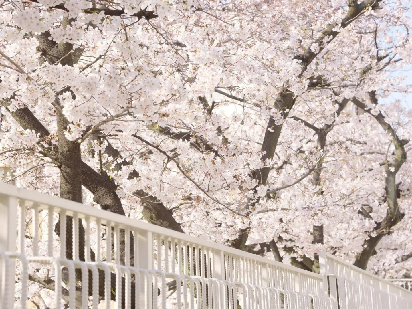 Foto - Hostel Mitsuwaya Osaka