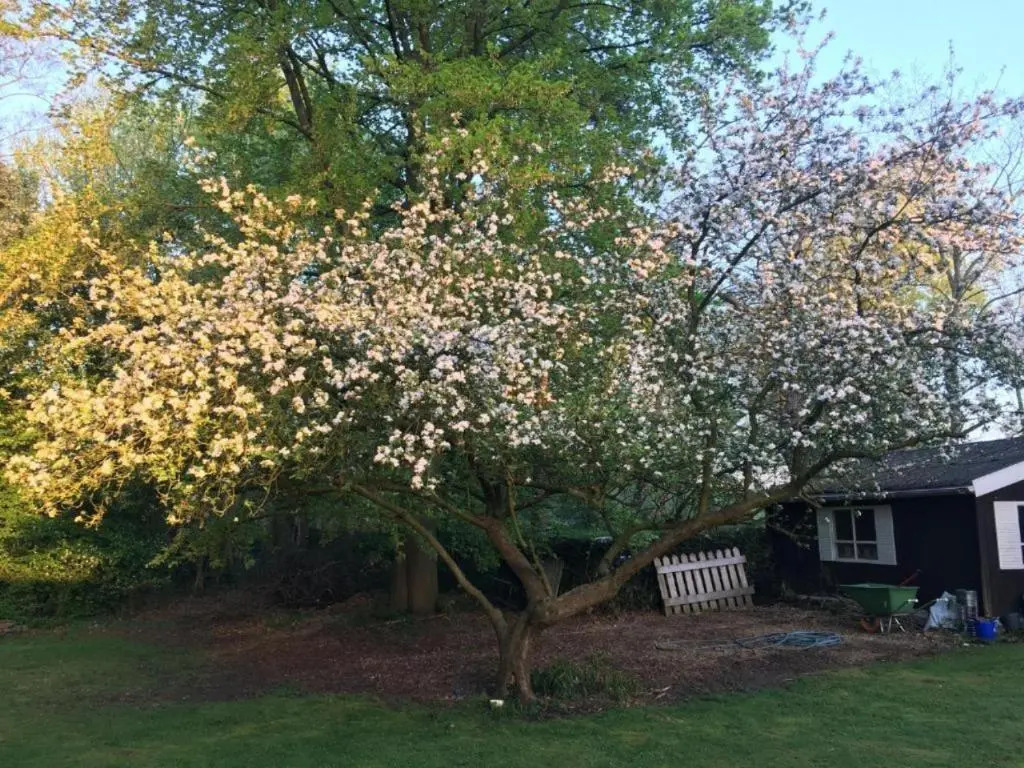 Foto - Rose House B&B