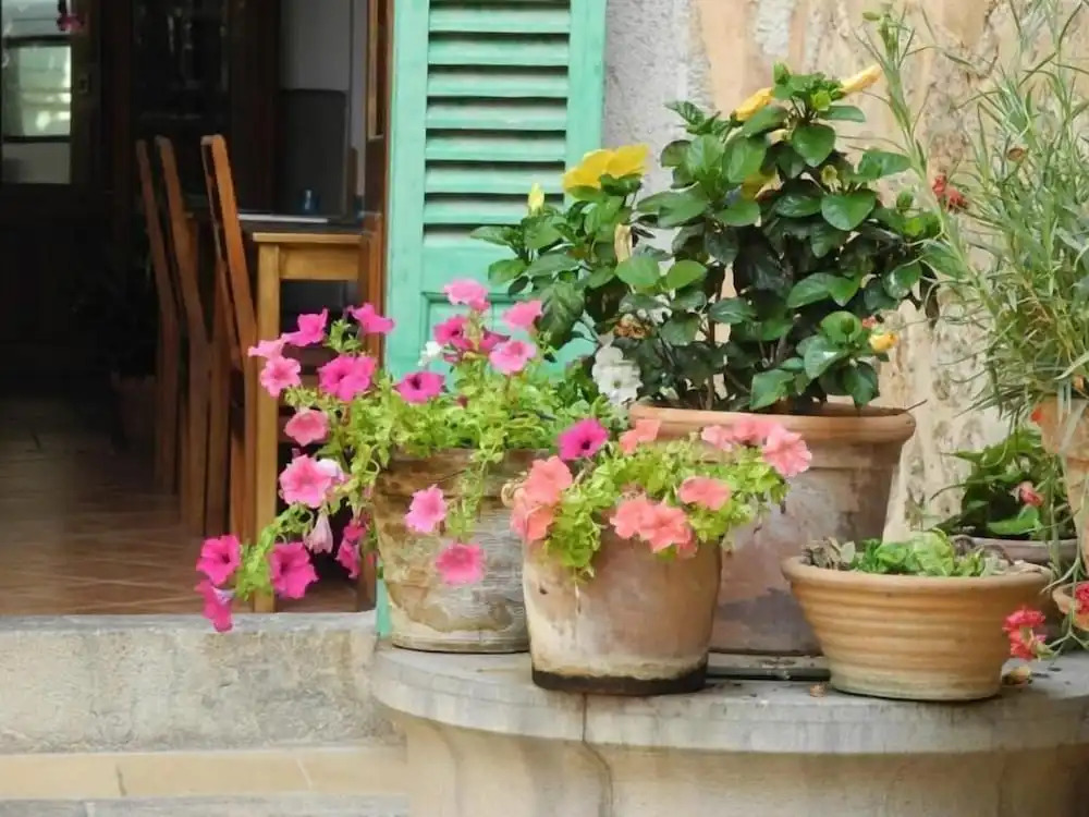 Foto - Hotel Casa Bougainvillea