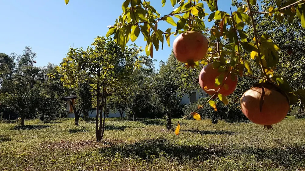 Foto - Village Camping Fico D'India