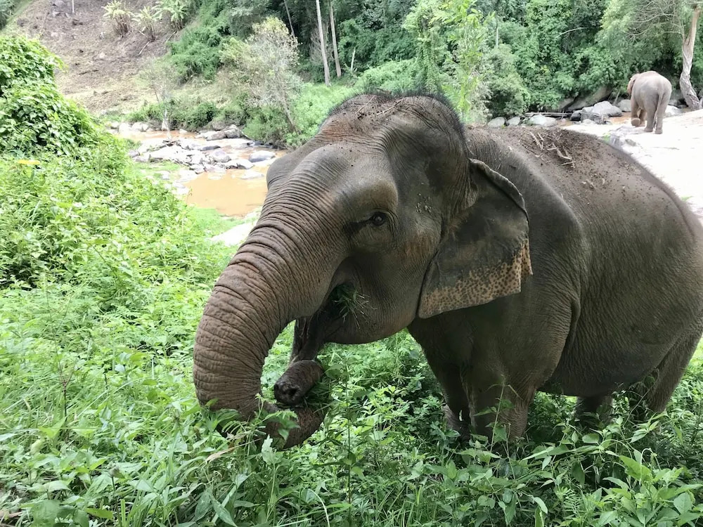 Foto - WUA LAI Boutique Hotel Chiang Mai