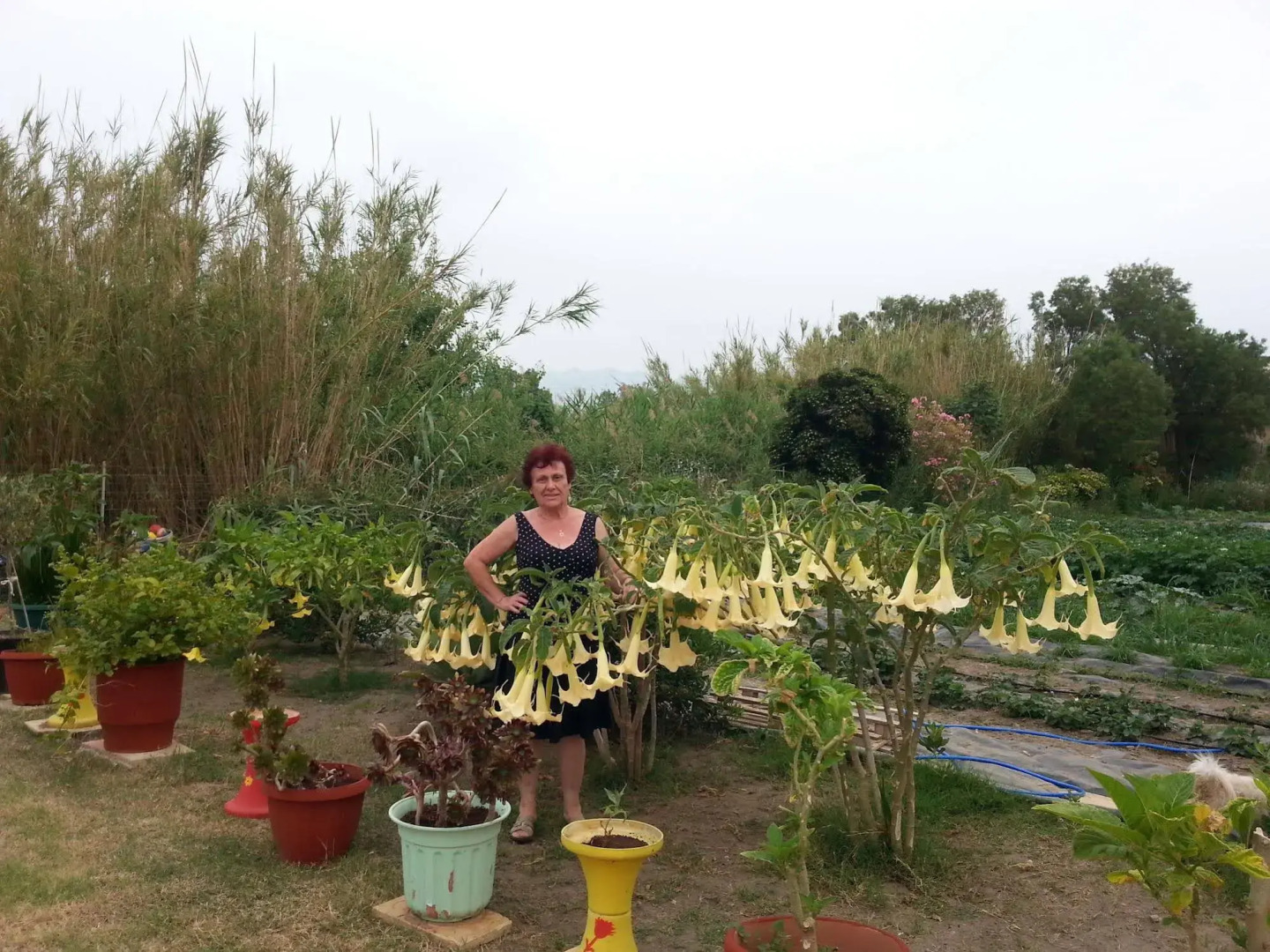 Photo - Baladinos Apartments