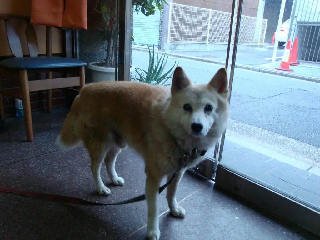 Foto - Yamamoto Ryokan
