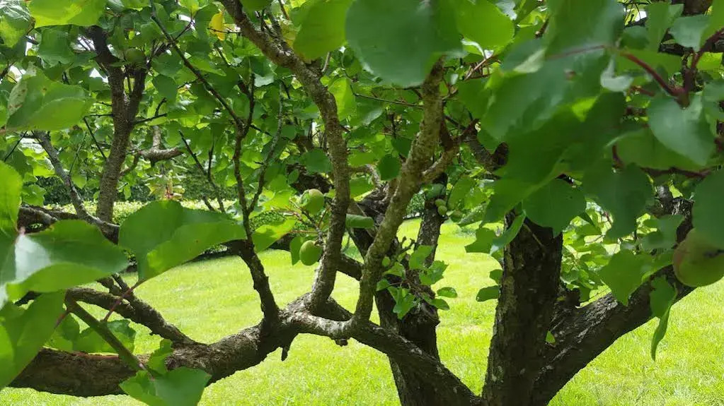 Foto - Quinta de Santa Clara