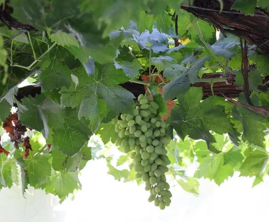 Photo - Hotel Bodega Tio Pepe