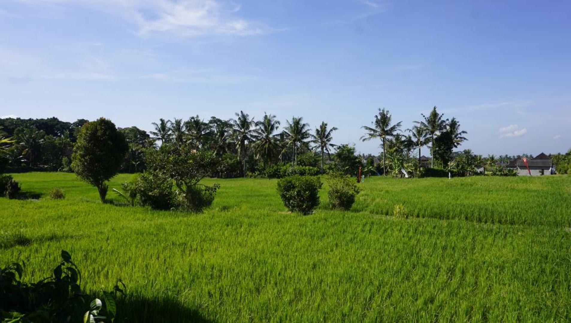Photo - Sari Bamboo Bungalows