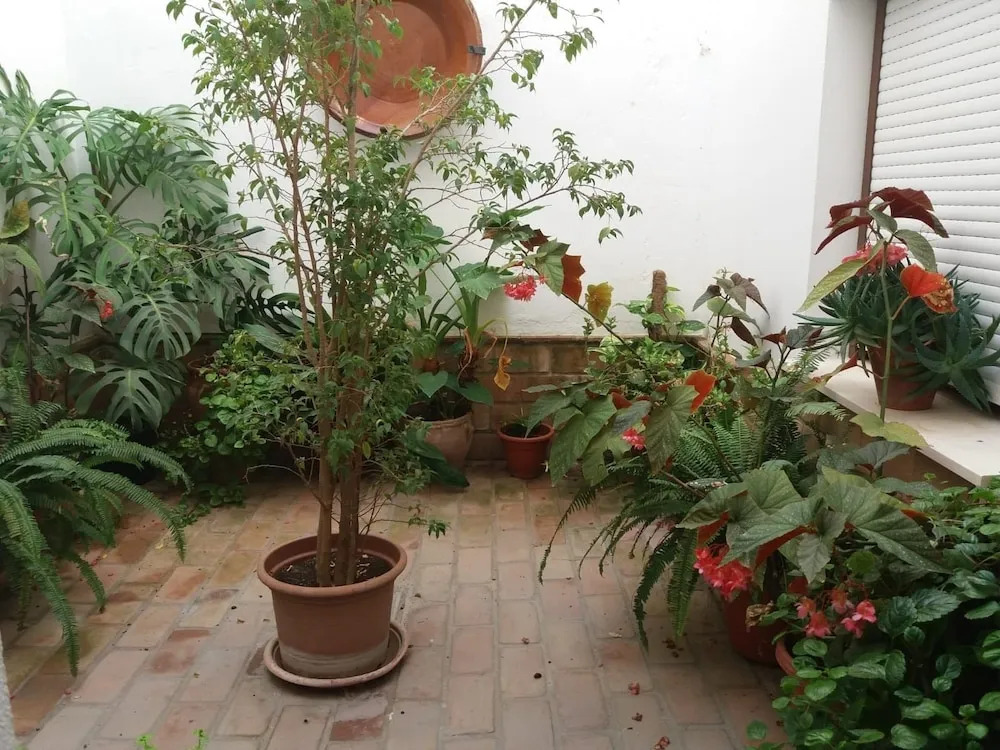 Photo - El Perro de Paterna