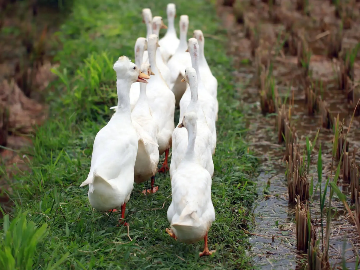 Foto - Ubud Heaven Sayan