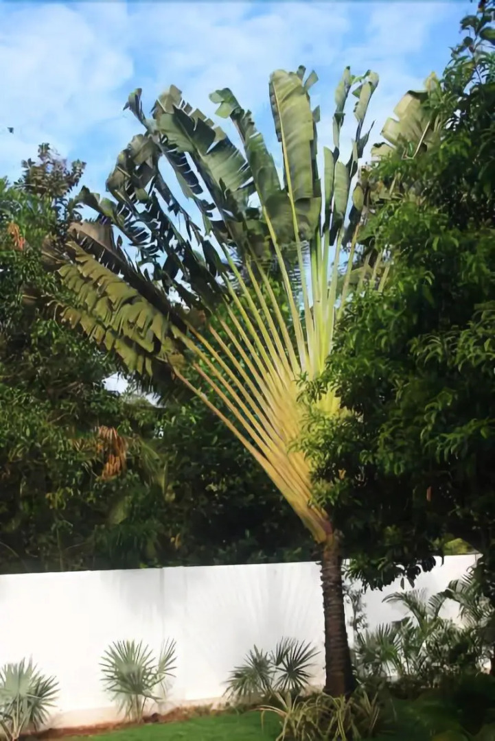 Foto - Siolim House