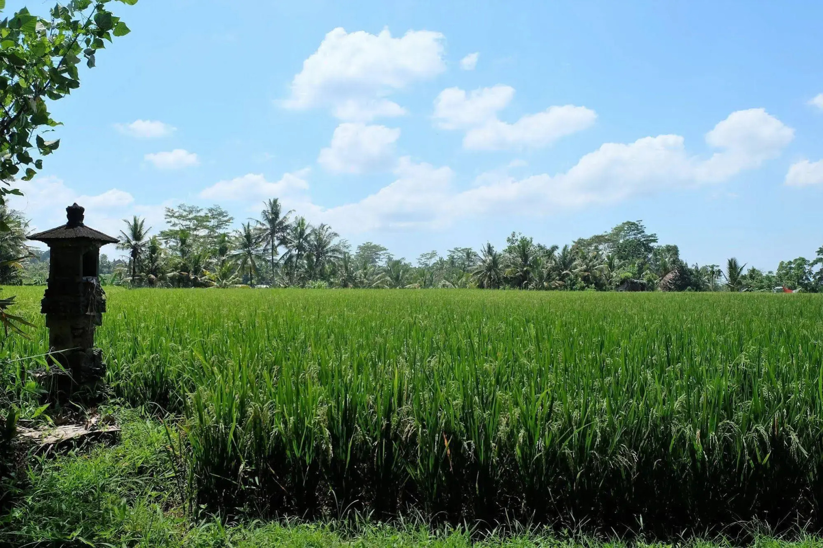 Foto - Samkhya Villas - Free 1x Floating Breakfast or Minibar