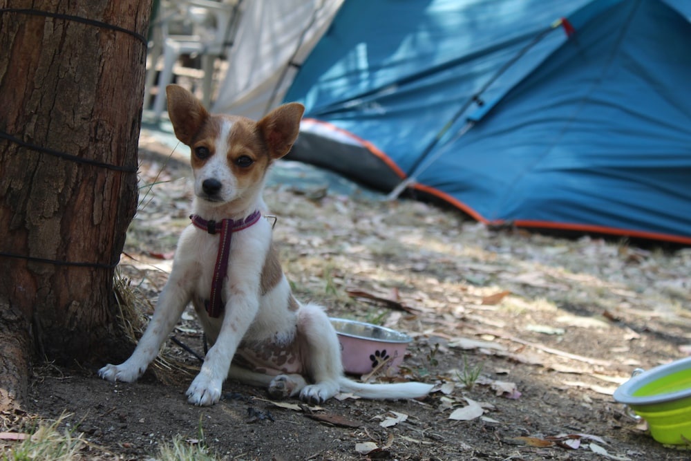 Foto - Village Camping Fico D'India