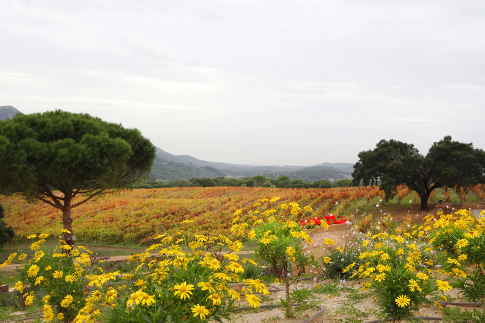 Foto - Hotel Casa Palmela - Small Luxury Hotels of The World, Hotel & Villas