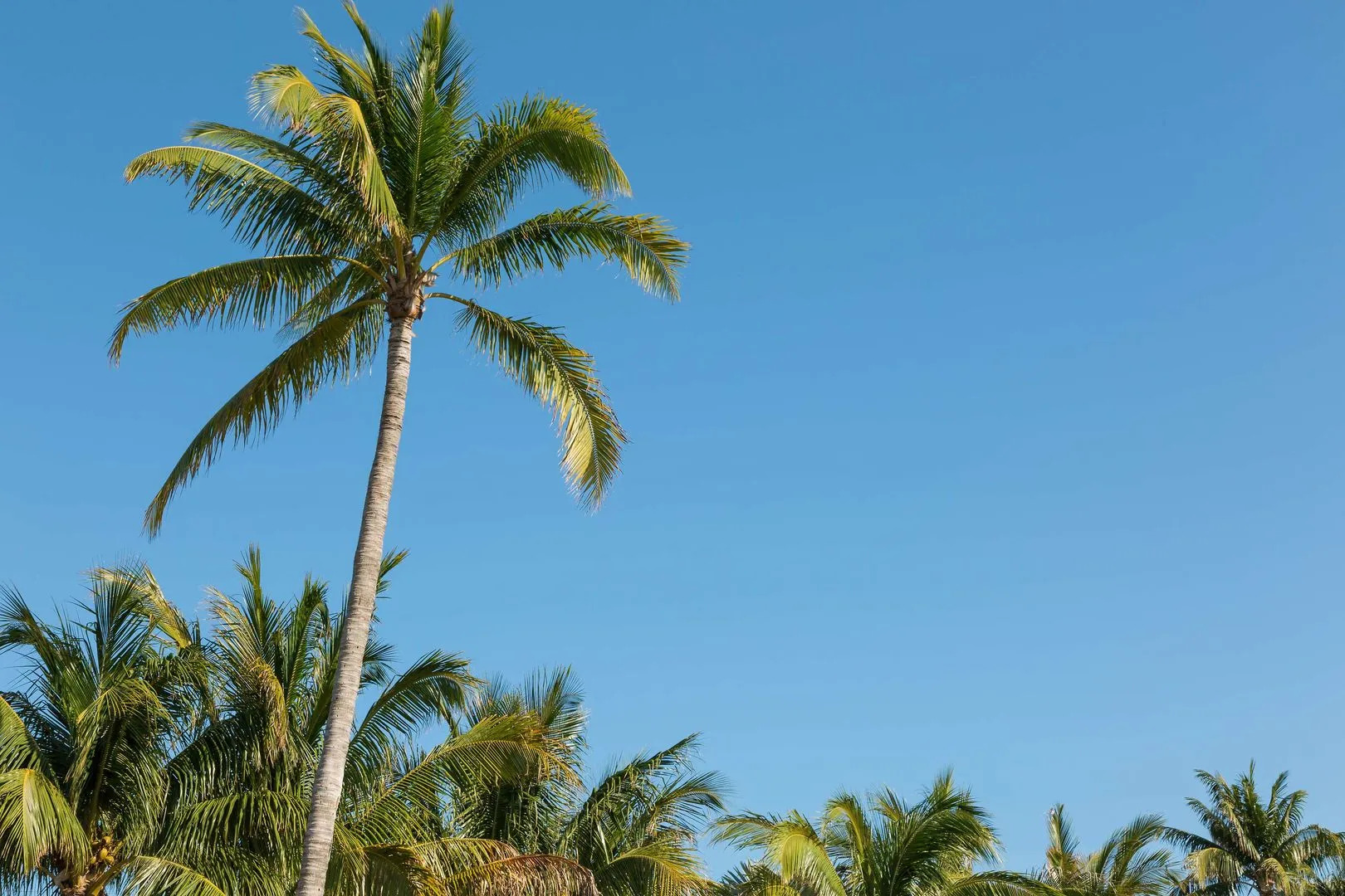 Foto - Hilton Garden Inn Key West / The Keys Collection