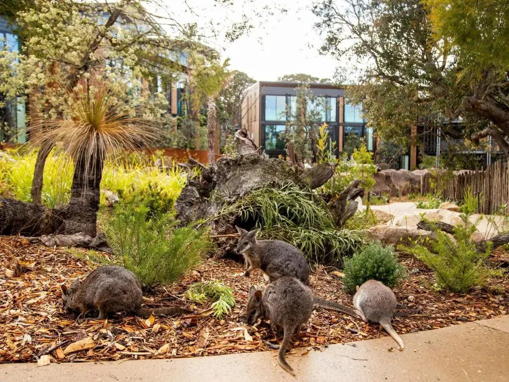 Photo - Wildlife Retreat at Taronga