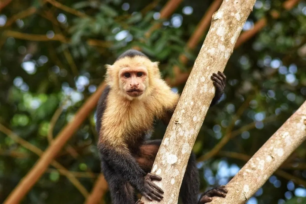 Photo - The Falls at Manuel Antonio