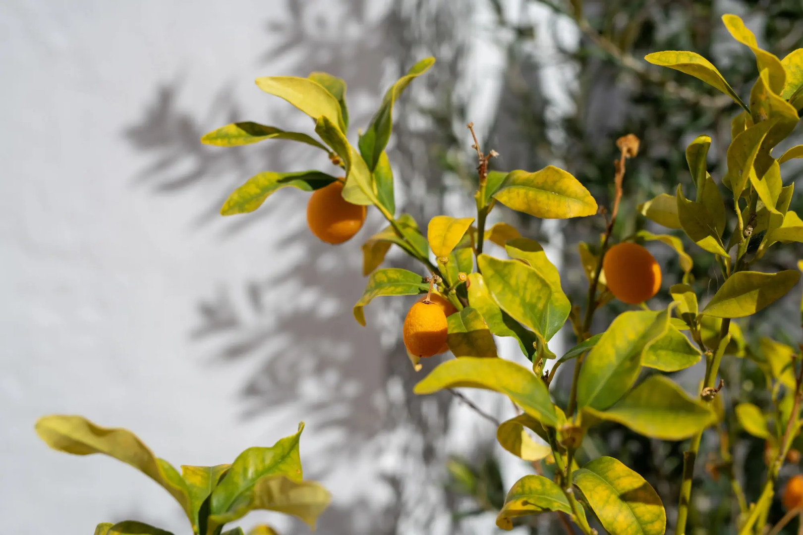 Foto - El Charco Suites