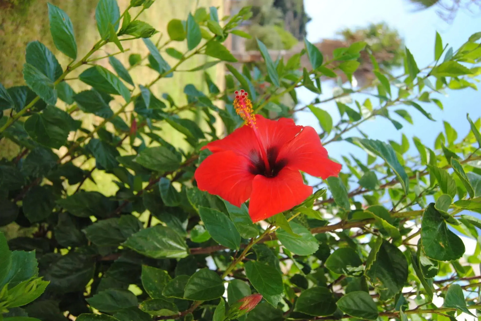 Photo - Tivoli Hotel