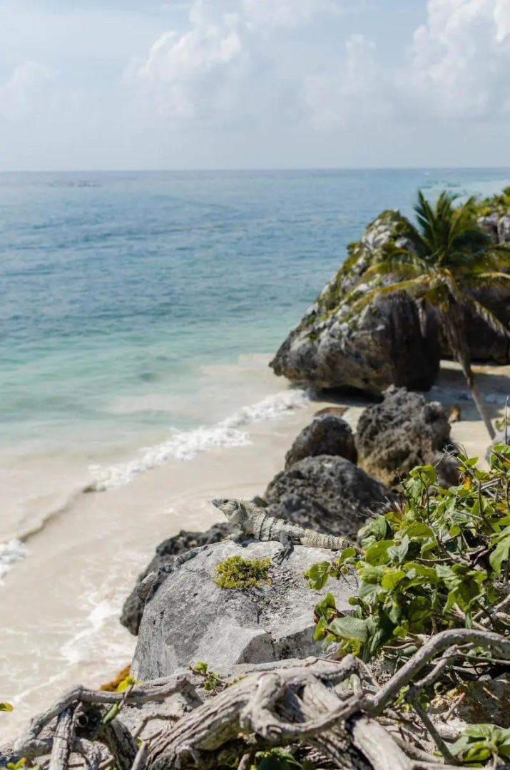 Photo - Radhoo Tulum