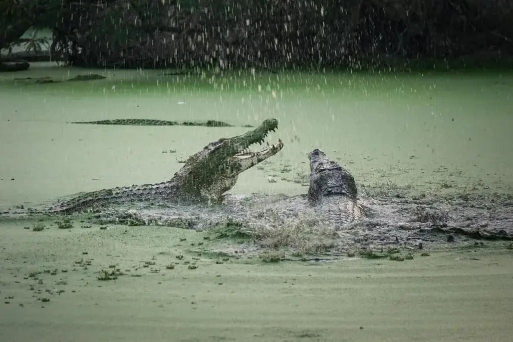 Foto - RedDoorz Plus near Universitas Sumatera Utara