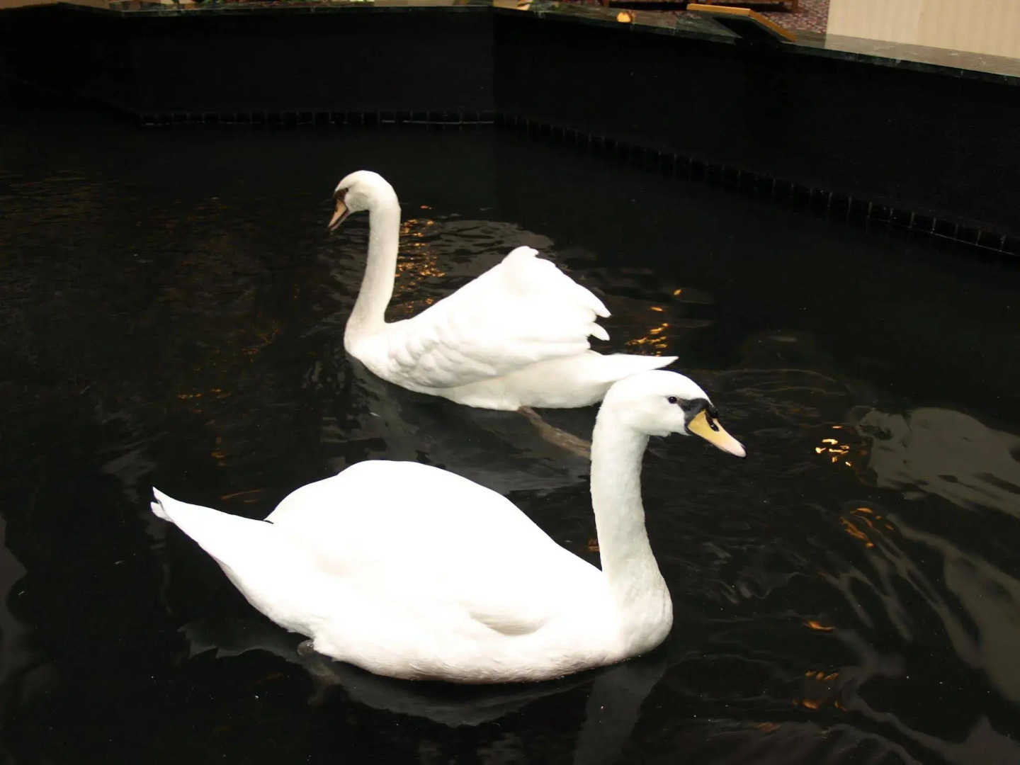 Foto - Embassy Suites by Hilton Houston Near the Galleria