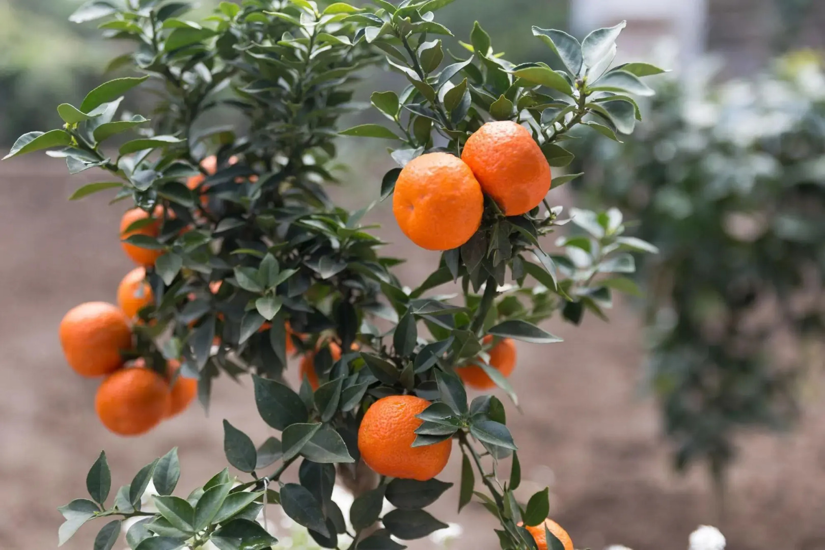 Photo - Villa Manning Relais