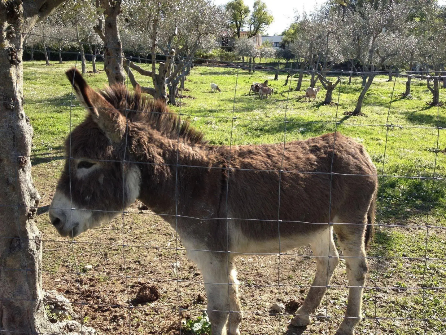 Foto - Garden Village San Marino