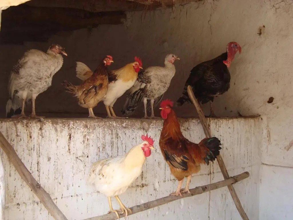 Foto - Jnane Tihihit