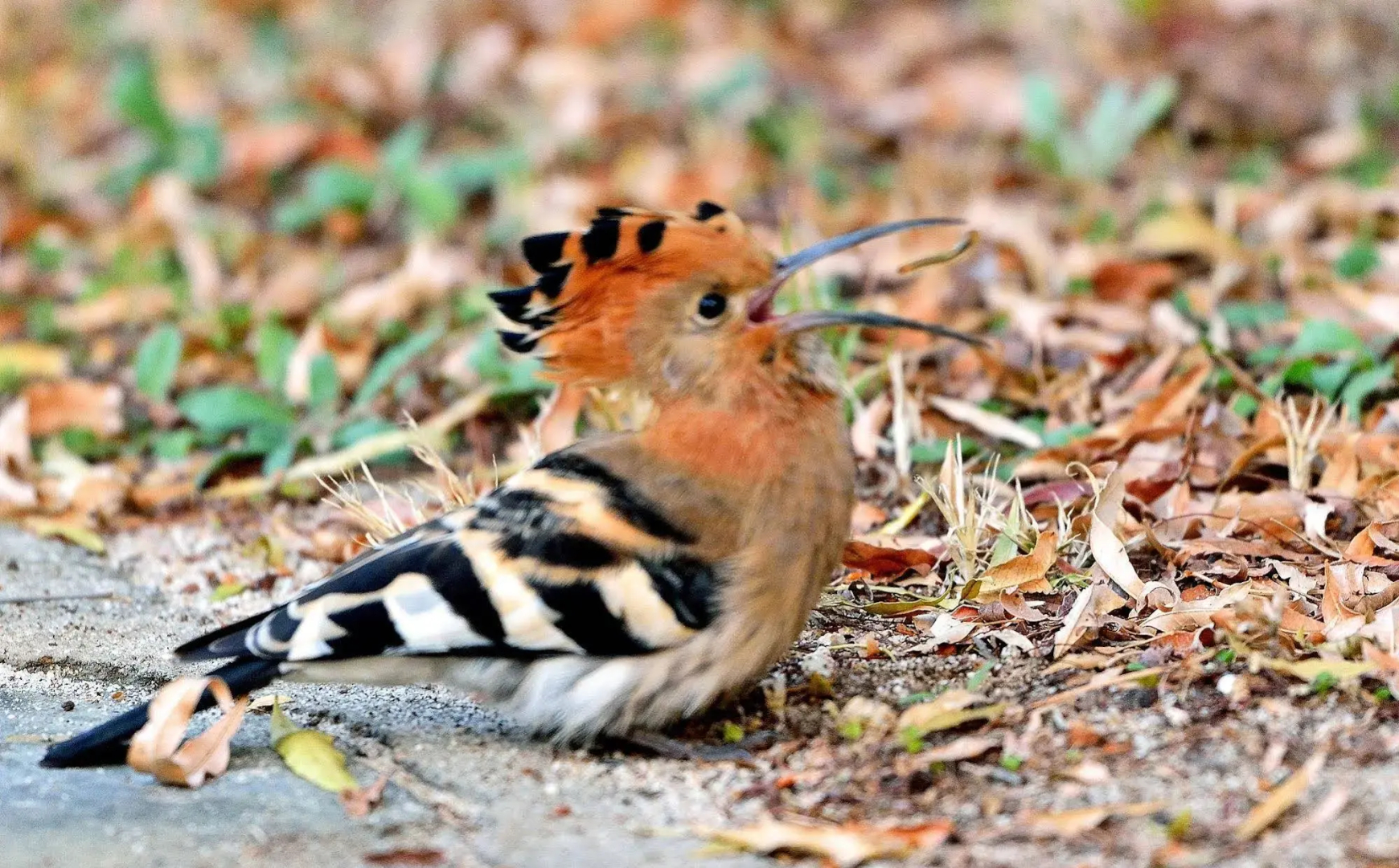 Foto - Aquanzi Lodge