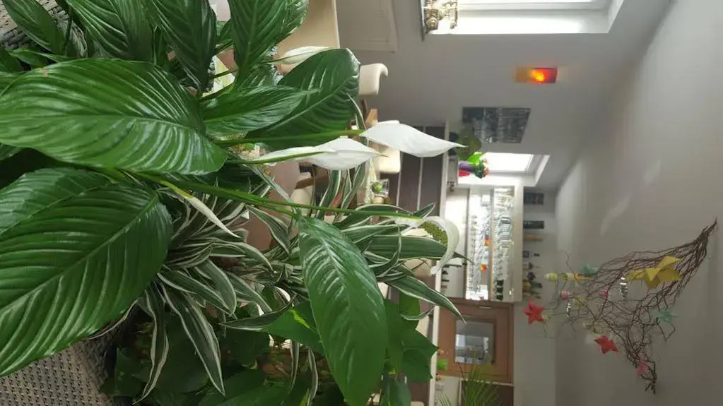 Foto - Hotel Beuss